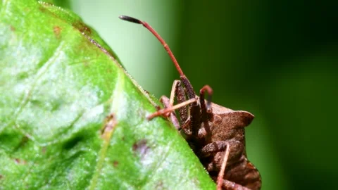 Dock Bugs - Coreus marginatus Stock-Footage 138443710