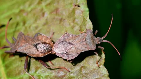 Dock Bugs - Coreus marginatus 스톡 동영상 138444083