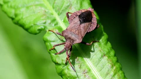 Dock Bugs - Coreus marginatus Stock Footage 138444246