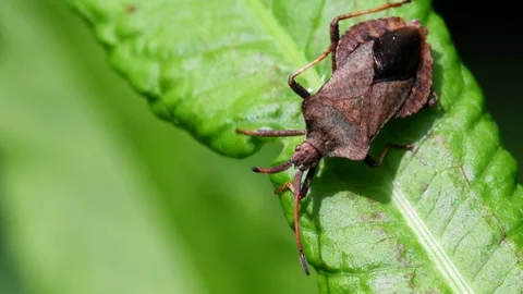Dock Bugs - Coreus marginatus Stock Footage 138444257