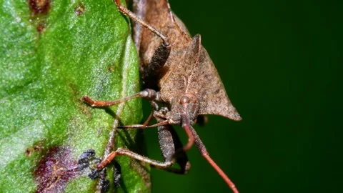 Dock Bugs - Coreus marginatus Видео 138444544
