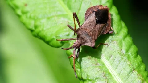 Dock Bugs - Coreus marginatus Stock Footage 138444609