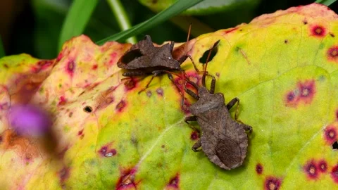 Dock Bugs - Coreus marginatus Stock Footage 138445489