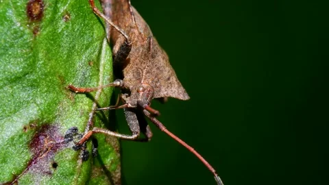 Dock Bugs - Coreus marginatus Видео 138445570