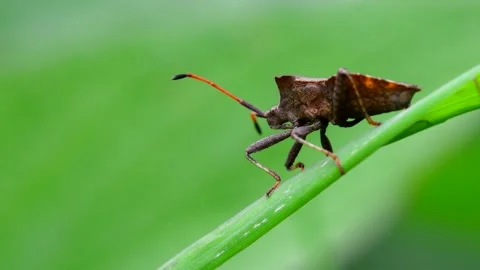 Dock Bugs - Coreus marginatus Stock-Footage 138445908