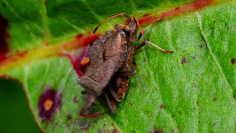 Dock Bugs - Coreus marginatus Stock Footage 138446228