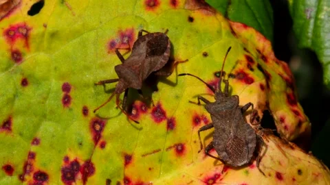 Dock Bugs - Coreus marginatus Stock-Footage 138448012