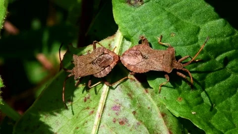 Dock Bugs - Coreus marginatus 스톡 동영상 138936020