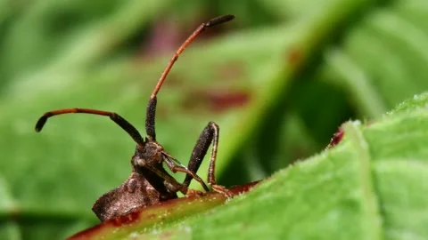 Dock Bugs - Coreus marginatus Stock-Footage 138937229