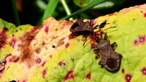 Dock Bugs - Coreus marginatus Stock Footage 138937307