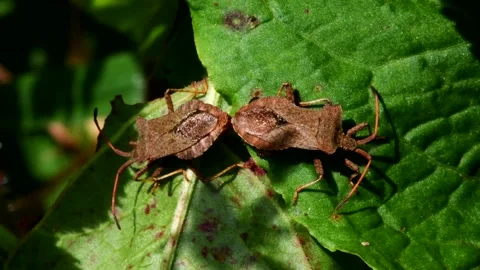 Dock Bugs - Coreus marginatus Stock Footage 138937396