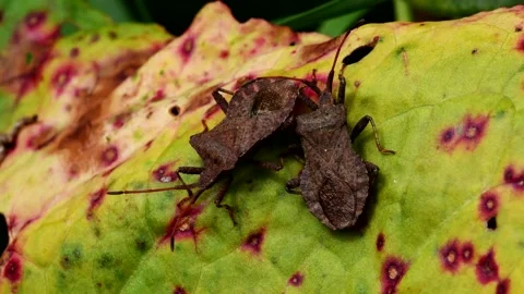 Dock Bugs - Coreus marginatus Stock-Footage 138937443