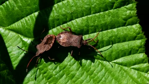 Dock Bugs - Coreus marginatus Stock Footage 138937472