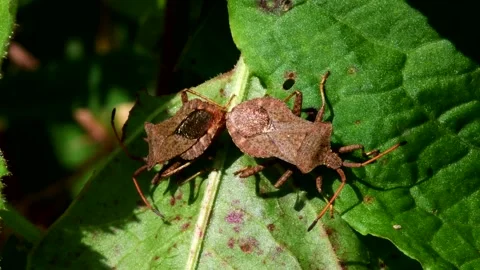Dock Bugs - Coreus marginatus Stock Footage 138937598