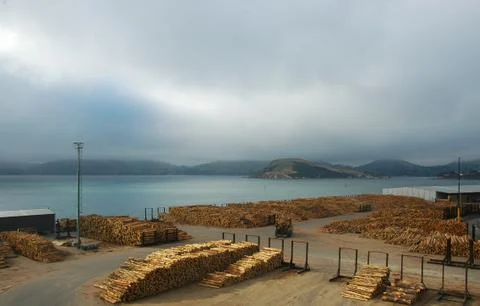 A dock filled with logs ready for export. Stock Photos
