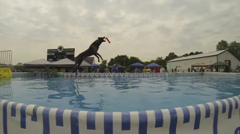 Dock Jumping Air Dog Stunt:  Catching in Mid-Air Stock Footage 25850188