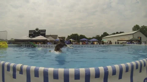 Dock Jumping Air Dog Stunt Video stock 25850193