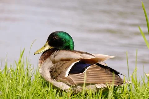Dock by the lake Stock Photos
