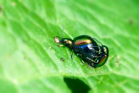 Dock leaf beetle - mating Stock Photos