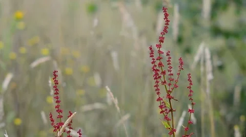 Dock plant in flower Stock Footage 7765995