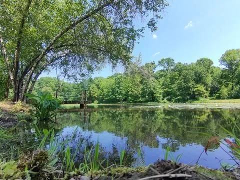 Dock on a pond.  Stock Photos