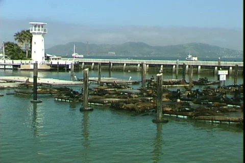 Dock Seals-ws Stock-Footage 817312