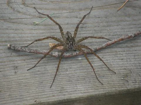 Dock Spider Fotos de archivo