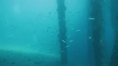 Dock underside post submerged in blue ocean full of corals and tropical fishes. Stock Footage 131825329