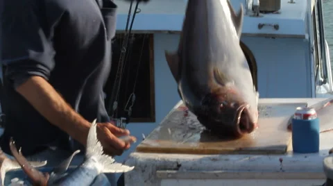 Dock Worker Cleans a Fish Vidéo 1885445