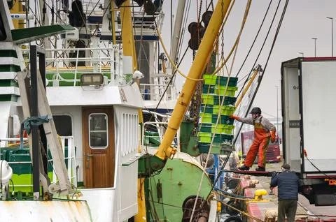 Dock worker loading a lorry with fish in Le Havre Stock Photos