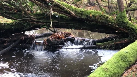 Dockens Water Stock Footage 256882203