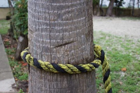 Docking line around coconut palm as decorative border Stock Photos