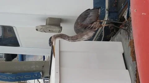 Dockmaster Foto stock