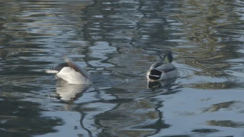 Docks bobbing under water for delicious grubs Stock Footage 101437824