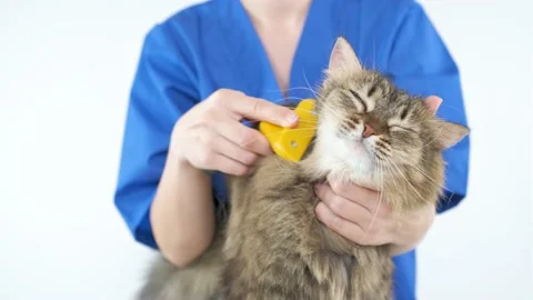 A doctor in a blue coat combs the face of a cat with a furminator Video stock 174779617