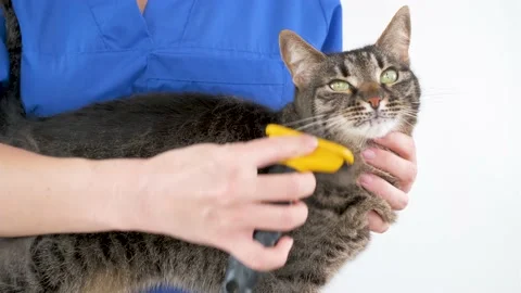 A doctor in a blue coat combs the face of a cat with a furminator Video stock 174812001