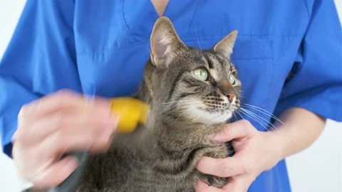 A doctor in a blue coat combs the face of a cat with a furminator Stock-Footage 174813597