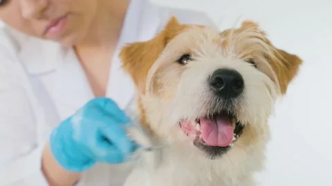 Doctor combing a Jack Russell Terrier on a white background. Stock Footage 171384635