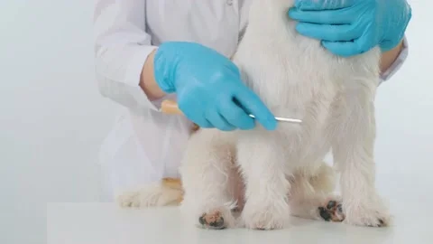 The doctor combs the coat of a Jack Russell Terrier on a table 스톡 동영상 171384033