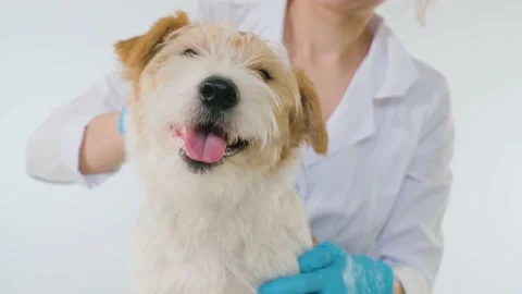 The doctor combs the muzzle of a Jack Russell Terrier on a white background. Stock Footage 171384383