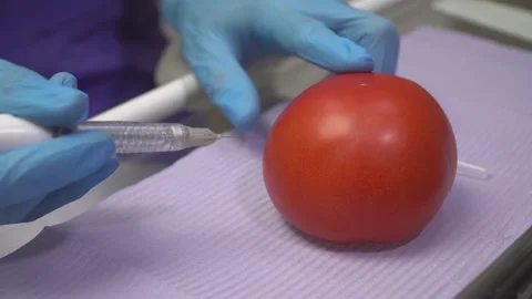 Doctor demonstrates the work of the anesthesia machine on a tomato Stock-Footage 148068681
