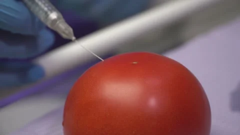 Doctor demonstrates the work of the anesthesia machine on a tomato Stock-Footage 148068702