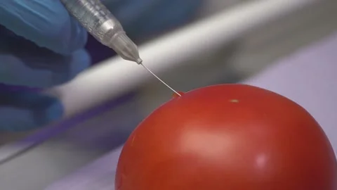 Doctor demonstrates the work of the anesthesia machine on a tomato Stock-Footage 148068745