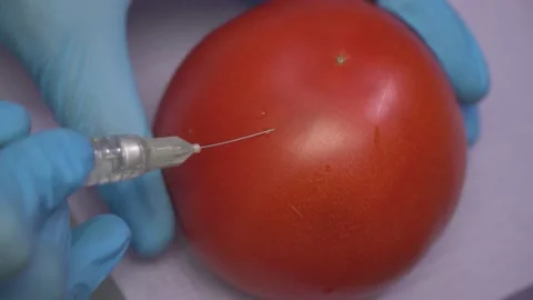 Doctor demonstrates the work of the anesthesia machine on a tomato Stock Footage 148068764