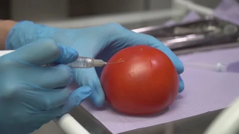 Doctor demonstrates the work of the anesthesia machine on a tomato Stock-Footage 148068770
