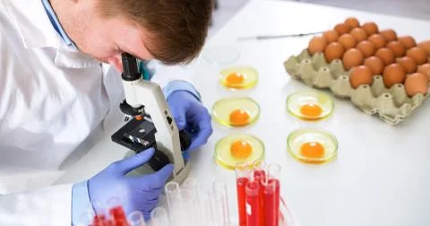 Doctor doing egg test experiments in laboratory Stock Photos
