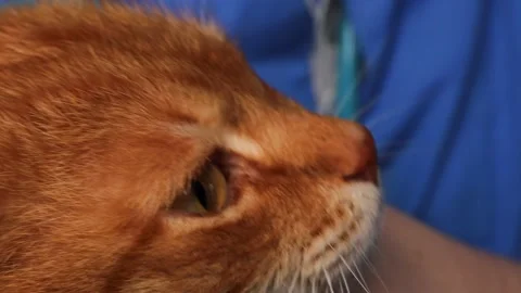 The doctor examines  a ginger cat. Stock Footage 237434971