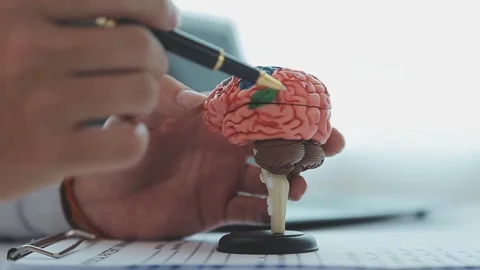 Doctor explaining human brain model with pen in medical office Stock Footage 325351373