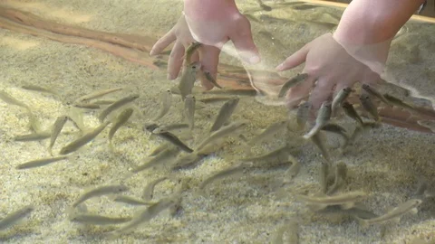 Doctor Fish-Garra rufa