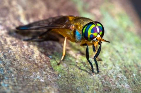 Doctor fly up close in Belize Stock Photos